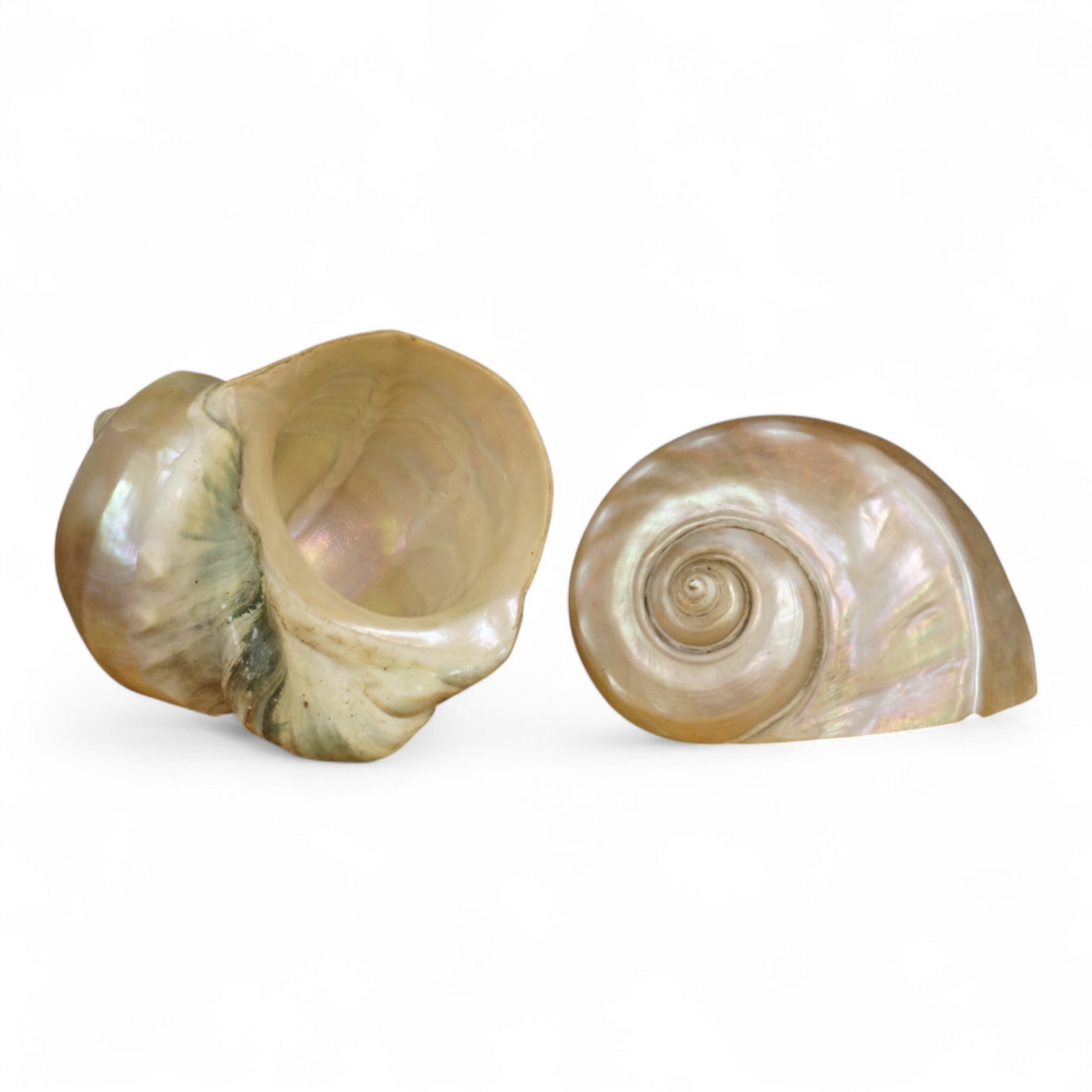 A pair of Turbo Marmoratus shells, each approximately 16cm wide.